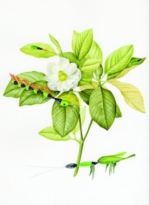 Angelo Maisto_Magnolia yulan, lepidoptera Maisti, eruca Maisti-acquerello su carta-cm31x41-2015-cmyk