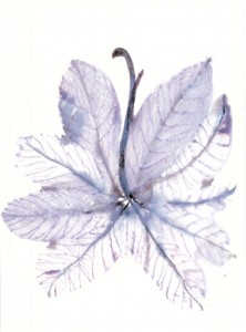 Sabrina-Foschini_Fiori